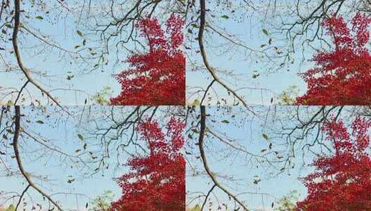 红叶飘落自然风光素材高清在线视频素材下载