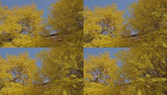 北京故宫银杏高清在线视频素材下载