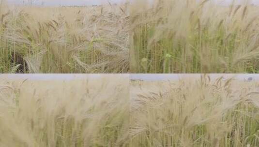 4K丰收麦田里的小麦麦子特写高清在线视频素材下载