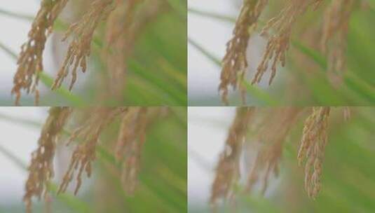 丰收秋天稻田水稻稻穗特写高清在线视频素材下载