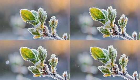 冬日里的新芽树枝发芽立冬霜降大雪小雪高清在线视频素材下载