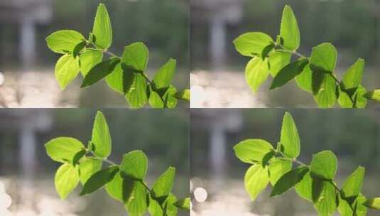 河边被风吹动的植物 慢动作高清在线视频素材下载