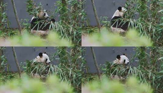 有前景吃竹子的熊猫高清在线视频素材下载