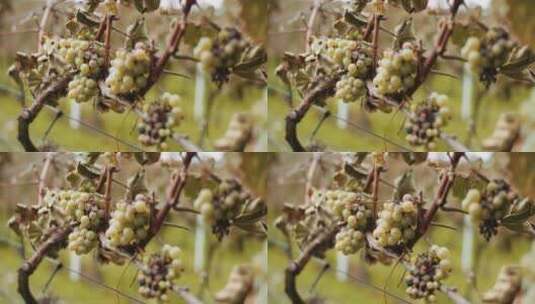 秋季成熟的葡萄园高清在线视频素材下载