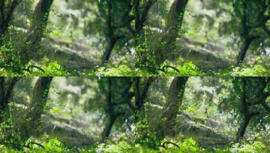 YM5701-4K清新大自然森林高清在线视频素材下载