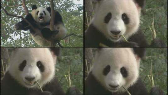 熊猫吃竹子超清视频素材高清在线视频素材下载