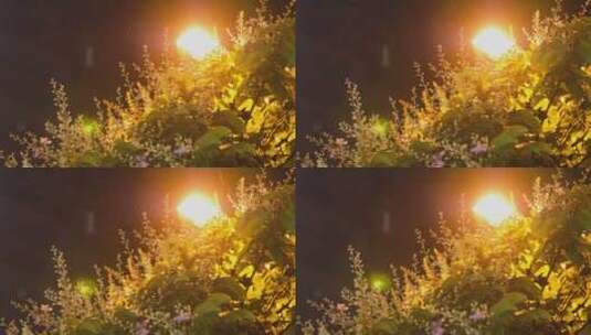 伤感唯美城市雨夜夜景路灯下的花高清在线视频素材下载