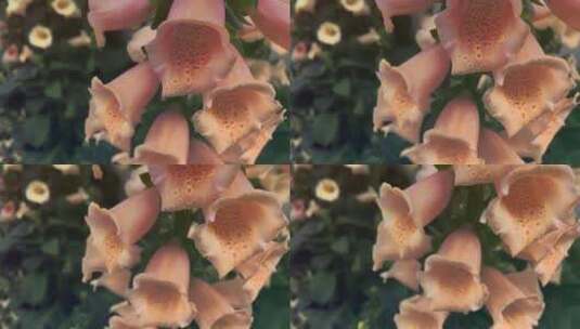 盛开的粉红色钟形花簇高清在线视频素材下载