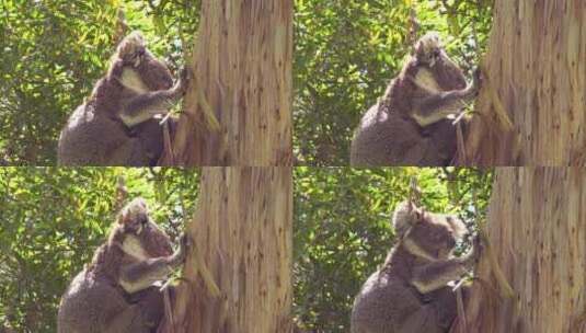 考拉熊坐在桉树上高清在线视频素材下载