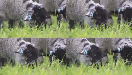 在草地上吃草的羔羊高清在线视频素材下载