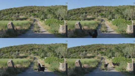 俩只狗在道路上追逐高清在线视频素材下载