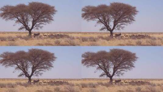 羚羊群站在沙漠的树荫下高清在线视频素材下载