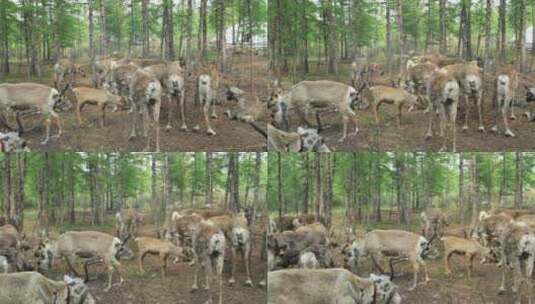 大兴安岭使鹿部落鄂温克猎民饲养的驯鹿高清在线视频素材下载