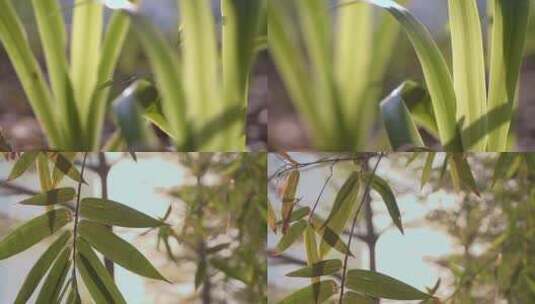 升格逆光下的竹叶摇曳的树叶高清在线视频素材下载
