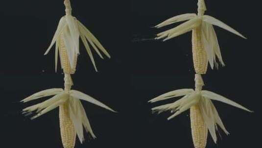 玉米包谷视频慢镜头旋转的玉米棒子叶子水珠高清在线视频素材下载