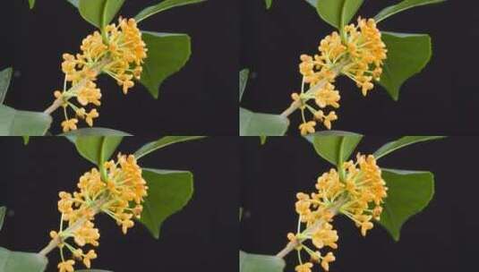 八月桂花盛开-枝头上的桂花4k视频高清在线视频素材下载