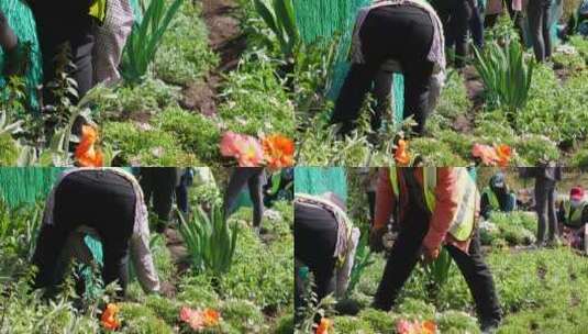 【镜头合集】园丁环卫工人种花栽花绿化高清在线视频素材下载