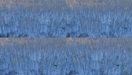 航拍雪原白桦林高清在线视频素材下载