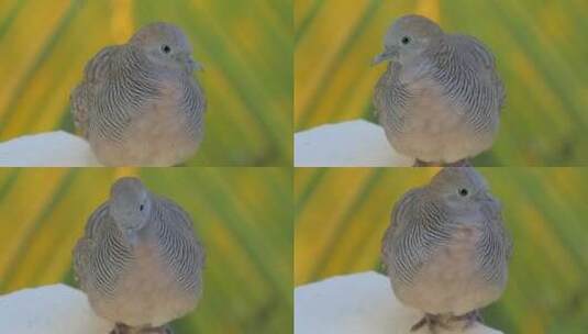 毛里求斯岛上的野鸽高清在线视频素材下载