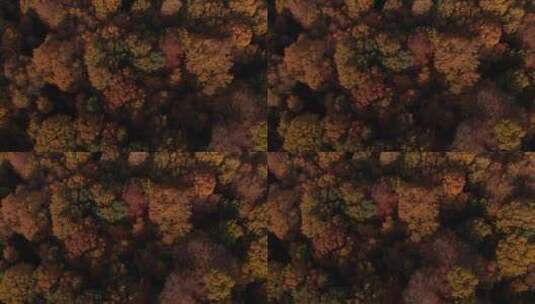 秋天森林航拍树木黄色树叶高清在线视频素材下载