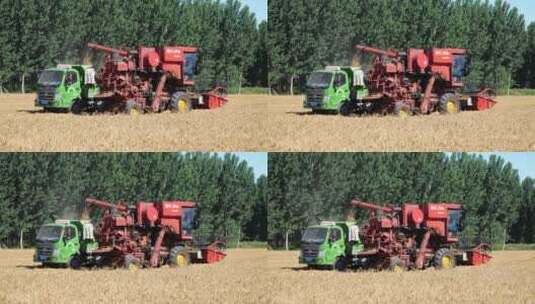 小麦丰收粮食装车高清在线视频素材下载