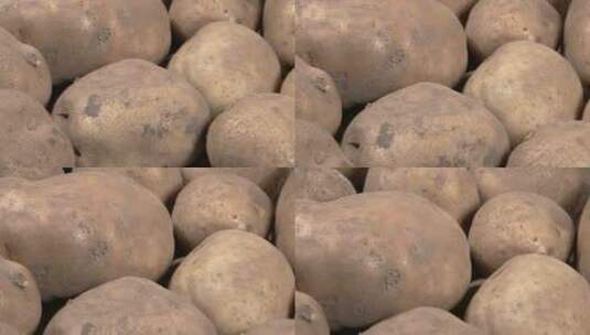 收获的马铃薯高清在线视频素材下载