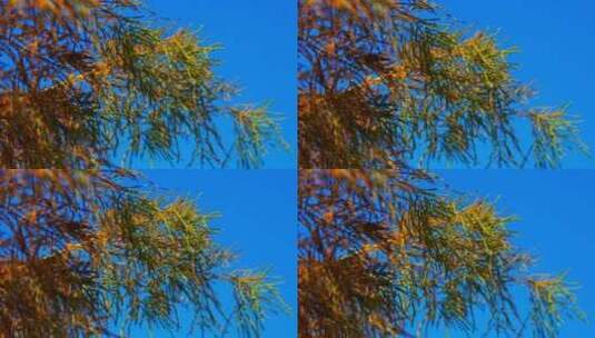 娇艳的水杉叶子高清在线视频素材下载