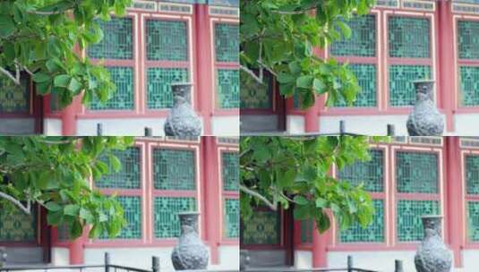 北京颐和园庭院内的古树高清在线视频素材下载