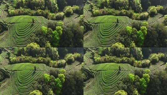 四川雅安大地指纹绿茶基地航拍高清在线视频素材下载