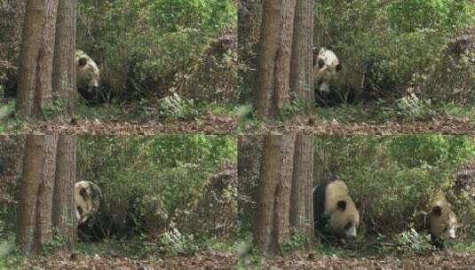 大熊猫在树林里玩耍休息高清在线视频素材下载