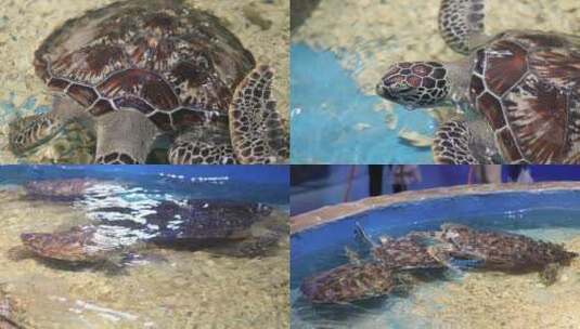 海龟 海洋生物 水族馆高清在线视频素材下载