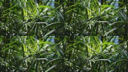 滴水观音水生植物植被高清在线视频素材下载