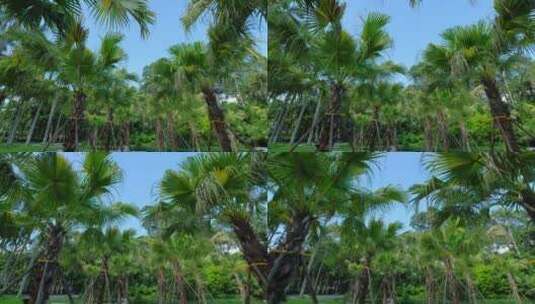 唯美夏天阳光高大的棕榈树林高清在线视频素材下载