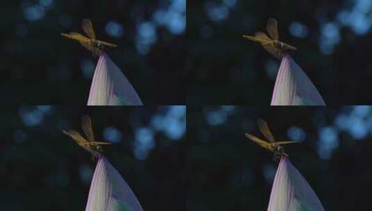 荷花花苞上的蜻蜓高清在线视频素材下载