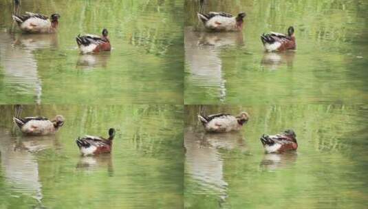 池塘散养的鸭子高清在线视频素材下载