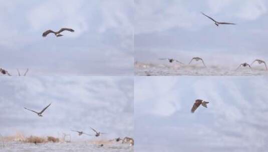 鹰隼飞越湖面慢镜头高清在线视频素材下载