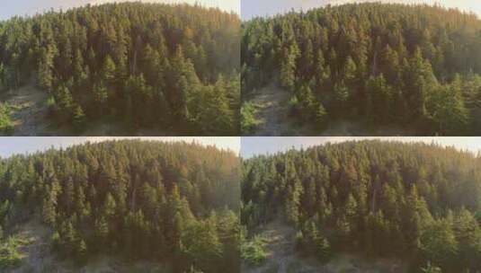 航拍森林全景高清在线视频素材下载