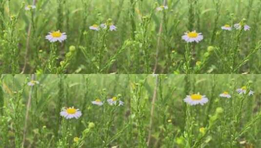 盛开的白色小雏菊高清在线视频素材下载