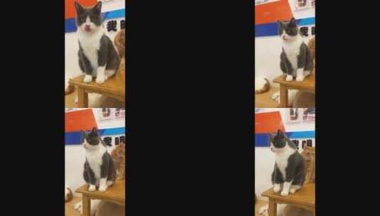 排排站的猫猫高清在线视频素材下载