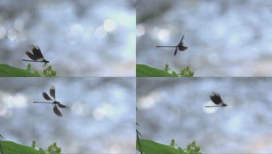 蜻蜓枝头独立高清在线视频素材下载