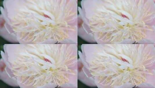 美丽的牡丹花盛开高清在线视频素材下载