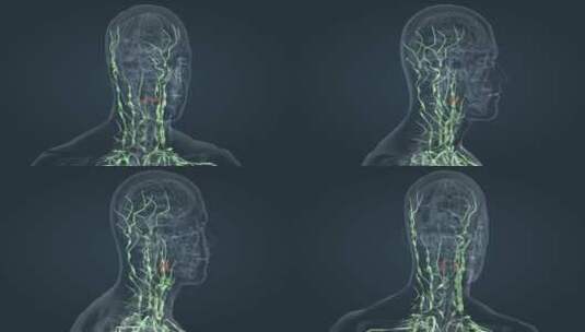 淋巴系统 三维人体 器官 内分泌 医学动画高清在线视频素材下载