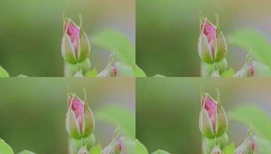昆虫视频绿叶上小甲虫天牛高清在线视频素材下载