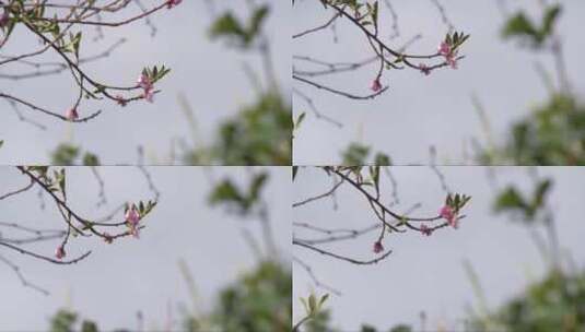 粉红色的桃花高清在线视频素材下载