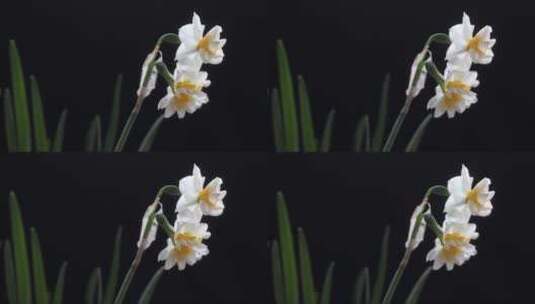 水仙的花朵高清在线视频素材下载