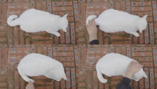 户外撸猫抚摸流浪猫家猫白猫高清在线视频素材下载