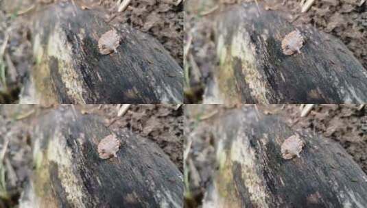 树墩上的菌类高清在线视频素材下载