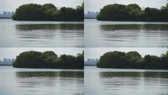 武汉东湖水中鸭子嬉戏高清在线视频素材下载