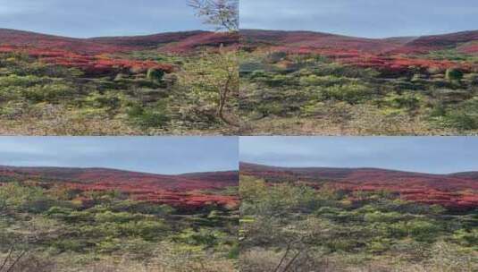 济南捎近村，秋天满山红叶成近郊游高清在线视频素材下载