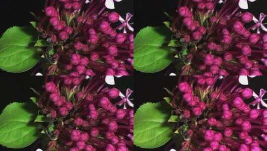 微距花卉高清在线视频素材下载